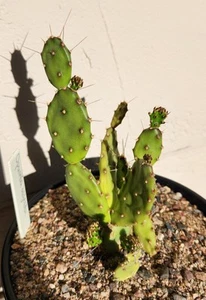 Opuntia Abjecta Prickly Pear Cactus Big Pine Key Florida Live Rooted Plant - Picture 1 of 2