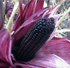 12 Aztec Black Sweetcorn Seeds