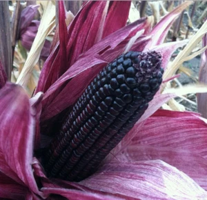 12 Aztec Black Sweetcorn Seeds - Picture 1 of 11