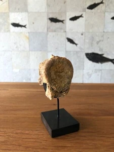 Genuine Fossil Dinosaur Vertebra on Bronzed Stand, De Ksar-es-Souk - Picture 1 of 7