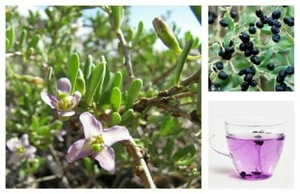 Black Goji Berry ~Lycium ruthenicum~ Himalayan Black Wolfberry Seeds ~ Rare - Picture 1 of 7