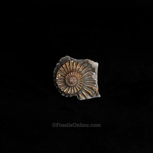 Negativo ammonite fossile piritizzata pleurocera giurassico Germania 3399 - Foto 1 di 2