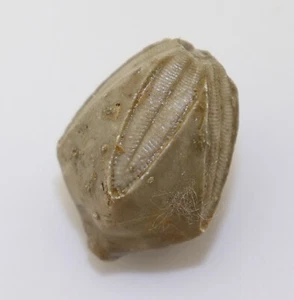 Blastoid, Pentremites symmetricus, Karbon, Perfyville, Missouri, USA -L308 - Picture 1 of 5