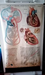 Antique 1918 Max Brodel THE HEART HAIR & CIRCULATION 42x64 Medical Chart EXC - Picture 1 of 19