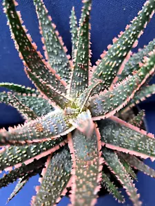 ALOE PURPLE HAZE HYBRID LARGE *** SELDOM AVAILABLE ! ! *** / CACTUS - Picture 1 of 6