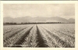 Hawaiian Pineapple Plantation Hawaii HI postcard - Picture 1 of 2
