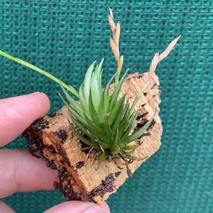 Air Plant, Bromeliad, Tillandsia loliacia (1-2cm) RARE (Auto Combine Postage) - Picture 1 of 6
