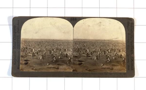Pinguine auf Dassen Island: Kapstadt Afrika: Keystone Stereoview - Bild 1 von 2
