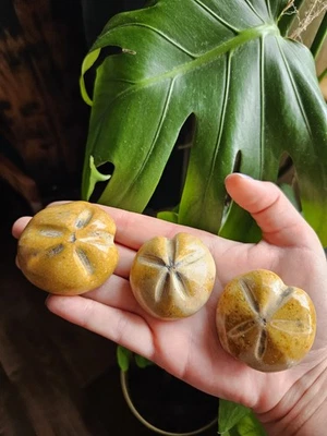 Fósil de erizo de mar equinoide raro espécimen jurásico grande Madagascar Foto 1 de 4