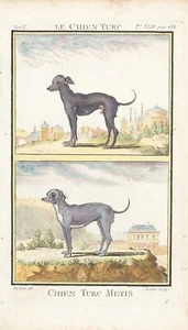 1758 Französischer Hundestich "Chien Turc Metis" (Türkischer Hund gemischter Rassen) - Bild 1 von 4