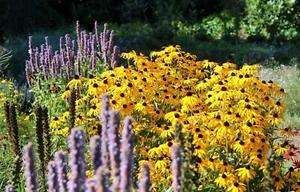 Sonnenhut 'Goldsturm' Rudbeckia fulgida var. sullivanti Staude im 1 Liter Topf - Bild 1 von 5