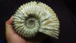 gorgeous, giant,Douvilleiceras ammonites from Boeny,Madagascar - Imagen 1 de 23