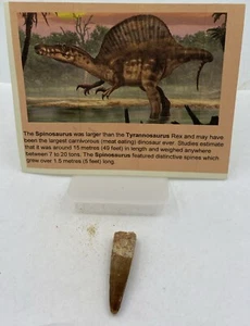 Spinosaurus Teeth Dinosaur F0SSIL Before T Rex Cretaceous J541 - Picture 1 of 2