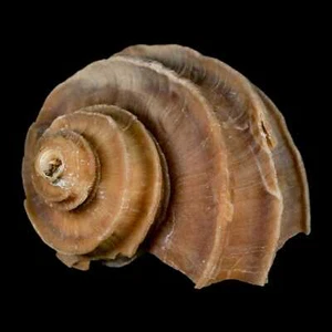 2" Ecphora Gardnerae Gastropod Fossil Shell Lee Creek Miocene Epoch - Bild 1 von 9