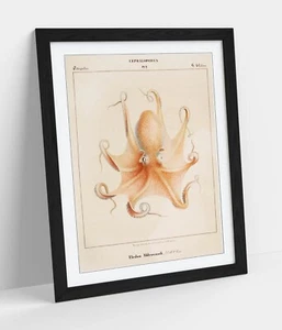 VINTAGE OCTOPUS ILLUSTRATION BOTANY POSTER -FRAMED WALL ART PAPER PRINT POSTER - Picture 1 of 10
