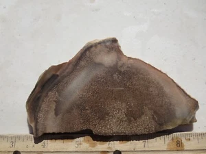 1311 PETRIFIED PALMWOOD SLAB. PRETTY MATERIAL. EX OLD TIME ROCK SHOP - Picture 1 of 2