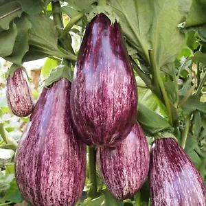 20 Graines - Aubergine Listada de Gandia - Semences Paysannes - BIO - Picture 1 of 1