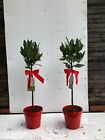 2 Bay trees laurus nobilis Ht. approx. 88cm including pot. Ideal Christmas Gift