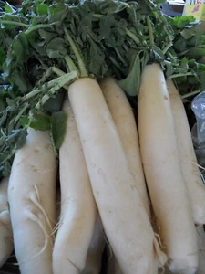 200+ Daikon Radish Seeds - Japanese Minowase -- Heirloom - Organic - NON GMO - Picture 1 of 1
