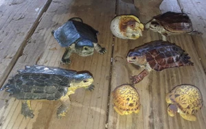 Turtle and Tortoise Replicas - AAA Realistic PVC - Picture 1 of 9