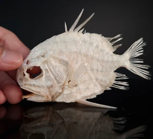 Real Pinecone Fish skeleton, fish taxidermy, Monocentridae, Pineapplefish - Picture 1 of 6