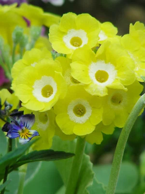 Yellow Border Auricula : 60 Seeds : Hybrid Alpine Primula, Primrose - Image 1 of 4