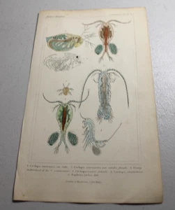 1837 CUVIER Stampe a colori animali ~ CICLOPI D'ACQUA DOLCE - Foto 1 di 1