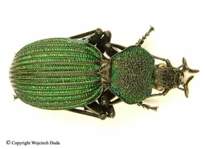 Tefflus viridanus - male, beautiful and rare! - Picture 1 of 1