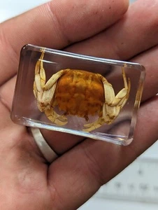 Mitten Handed Crab, Preserved In Lucite Resin, Collectible Taxidermy Crustacean - Picture 1 of 6