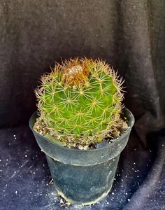 Discocactus araneispinus, cephalium bearing cactus plant - Picture 1 of 7