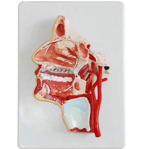 Sezione mediana umana della testa faringe orale modello anatomico scheletro medico - Foto 1 di 4