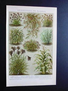Gravure ancienne :8 espèces de Graminées ornementales - Picture 1 of 3
