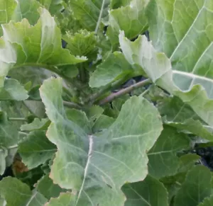 Rare Heritage Daubenton Perennial Kale  - Two Cuttings - Free UK p & p! - Picture 1 of 4