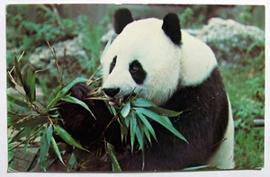 Postcard - GIANT PANDA, ZOOLOGICAL SOCIETY of LONDON (AN2-15) - Picture 1 of 2