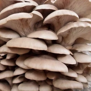 King of Pearl Grain spawn 1kg mushroom mycelium fully colonised - Rootlab - Picture 1 of 1