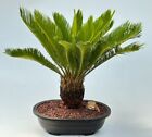 Sago Palm Bonsai Tree Cycas Revoluta Exotic Live Houseplant Home/Office 24yo 22H