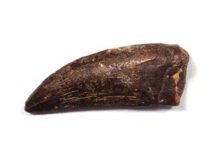 NEW! Excellent dino tooth, Late Cretaceous, Turonian, 90 ma, Uzbekistan #6 - Picture 1 of 4