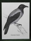 MisterBcards 12 Hooded Crow Notelets (75x100mm) with White C7 Envelopes