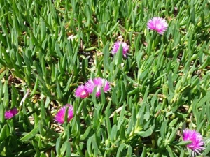 Native Pigface (Carpobrotus rossii)  20 Fresh Seeds - Picture 1 of 3