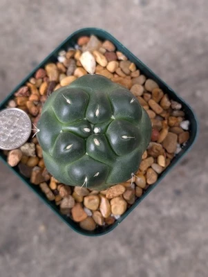 Coryphantha Elephantidens Inermis, shipped In 2.75" pot - Image 1 of 4