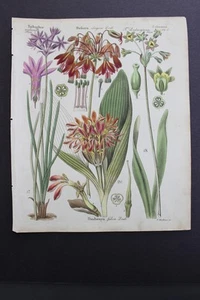 Antiguo botánico, Dietrich, color a mano, 1840, Alemania - Imagen 1 de 1