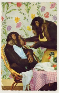 Carte Postale glacée-Singe-biberon-Ed.Photochrom-A.64 - Imagen 1 de 2