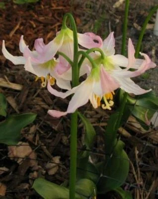 Erythronium elegans | Coast Range Fawn Lily | 5 Seeds - Image 1 of 4