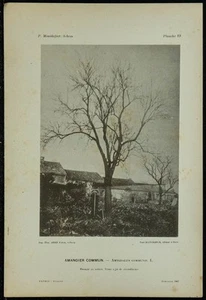 1898 - Common Almond - Tree Phototype & Botany - Picture 1 of 3