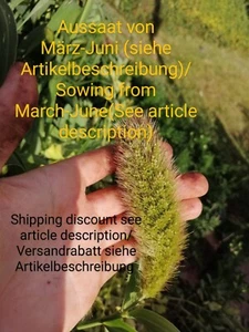 Italienische Kolbenhirse, Setaria italica, Foxtail millet, 300 seeds, samen - Bild 1 von 11