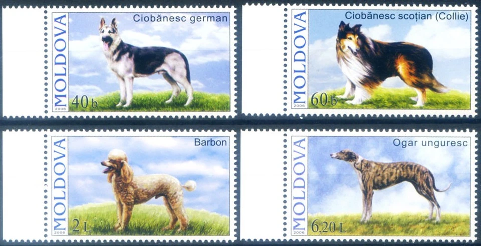 Fauna. Perro 2006. Foto 1 de 1