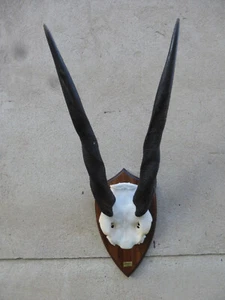 Eland Trophäe / Antilope / Gazelle / Kudu / Dekoration / Geweihe / Afrika - Bild 1 von 3