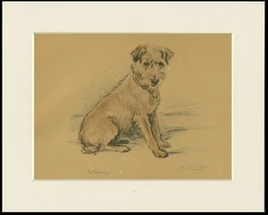 BORDER TERRIER LOVELY 1937 DOG ART PRINT by MAC LUCY DAWSON READY MOUNTED - Picture 1 of 1