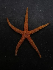 Rare Henricia star fish. 119mm starfish sea shell #14679 - Bild 1 von 3