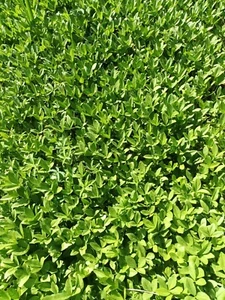 5x Krebsschere größere Jungpflanzen Zyklische Teichpflanzen 40 bis 60 cm Groß - Bild 1 von 4